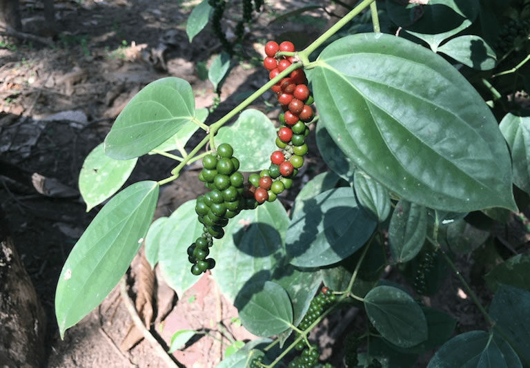 acerca_de_greencommerce5